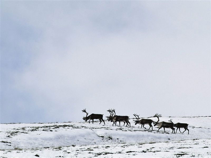 Caribou_Alaska.jpg