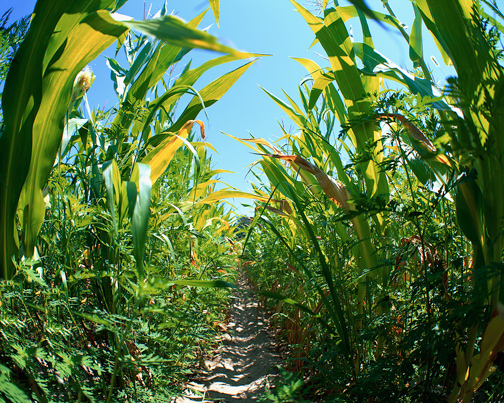 cornfield